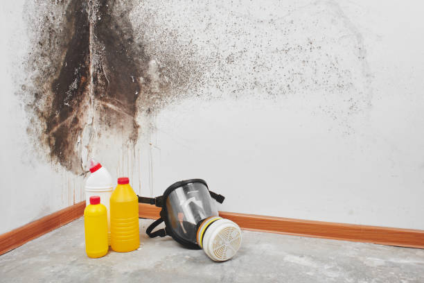 Best Same-Day Mold Removal  in Bellows Falls, VT