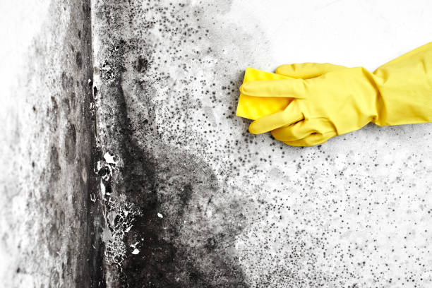 Best Commercial Mold Removal  in Bellows Falls, VT