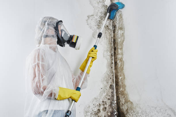 Best Mold Removal Company Near Me  in Bellows Falls, VT