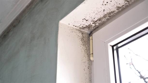 Best Water Damage Restoration  in Bellows Falls, VT