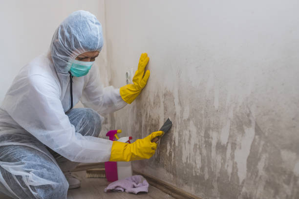 Best Same-Day Mold Removal  in Bellows Falls, VT