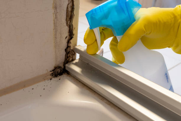 Best Mold Remediation Experts  in Bellows Falls, VT