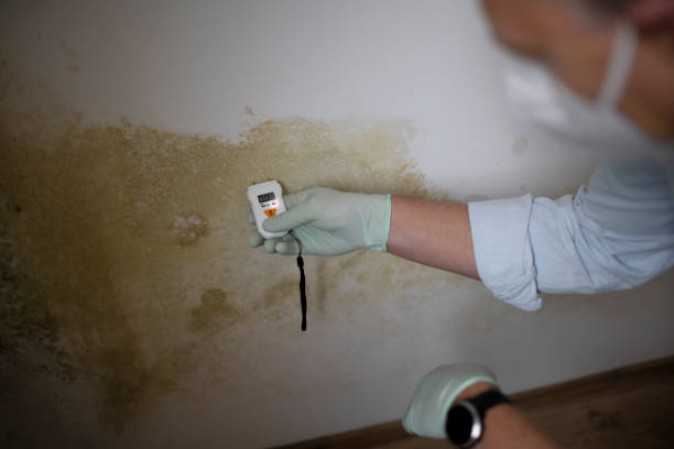 Best Residential Mold Removal  in Bellows Falls, VT