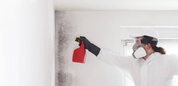 Best Local Mold Removal Service  in Bellows Falls, VT