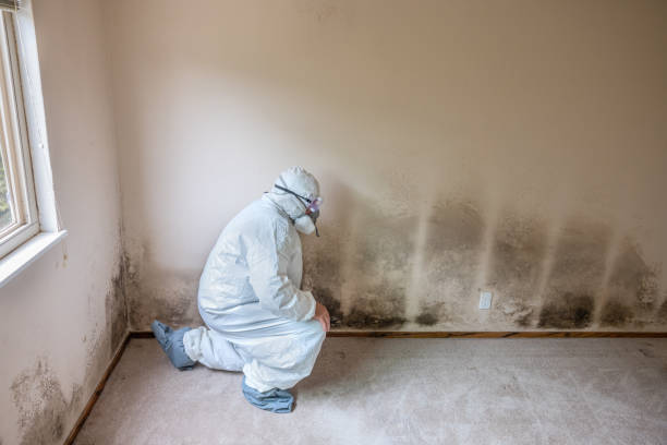 Best Emergency Mold Removal  in Bellows Falls, VT