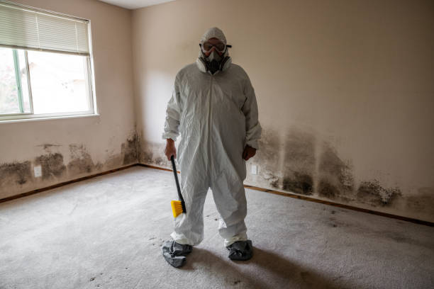 Best Fast Mold Removal  in Bellows Falls, VT