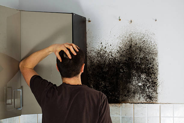 Best Residential Mold Removal  in Bellows Falls, VT