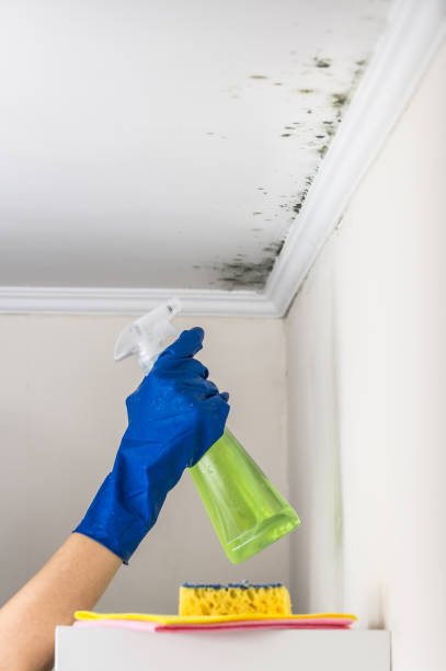 Best Local Mold Removal Service  in Bellows Falls, VT